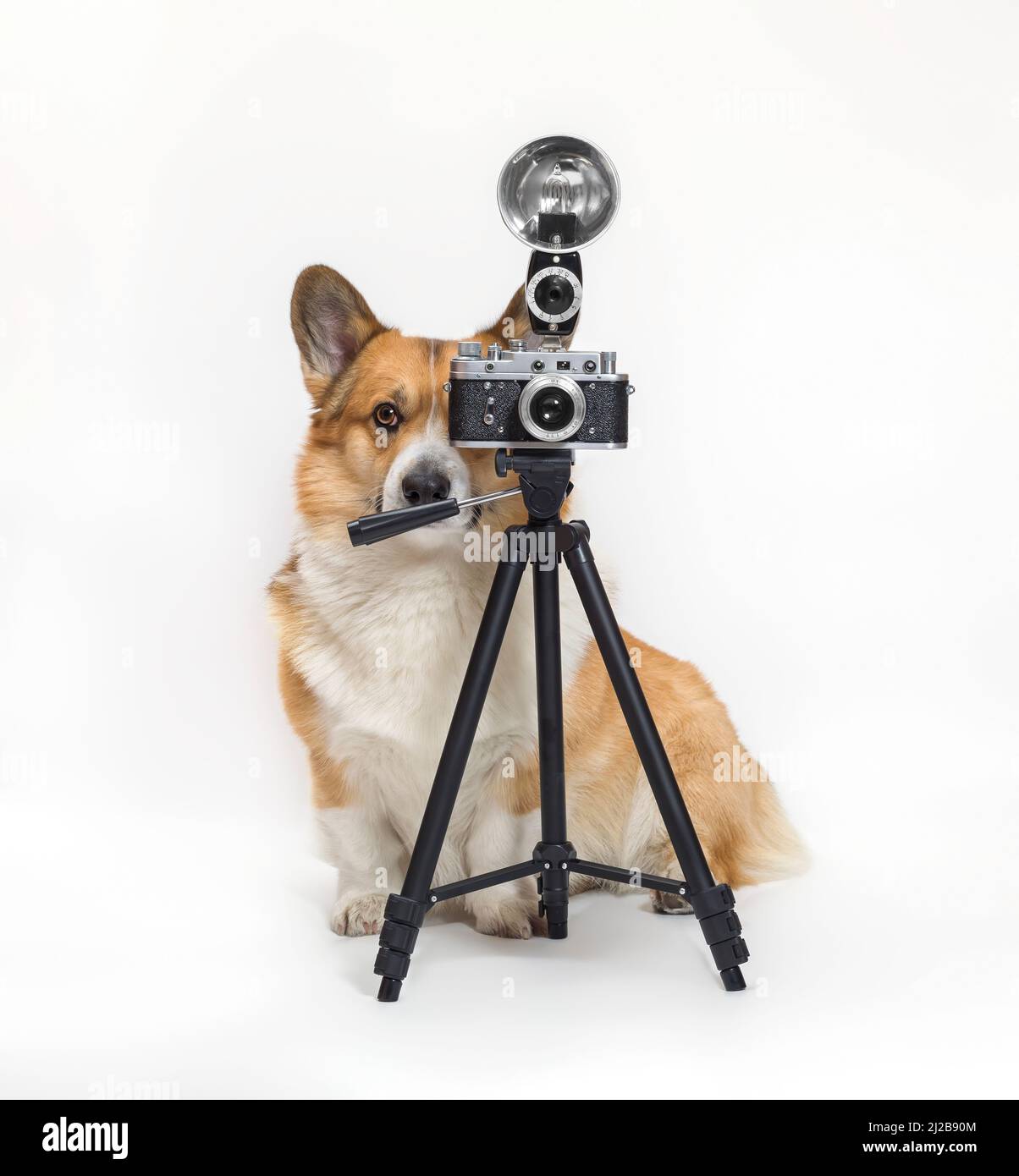photographer dog corgi standing on a white background in the studio and ...