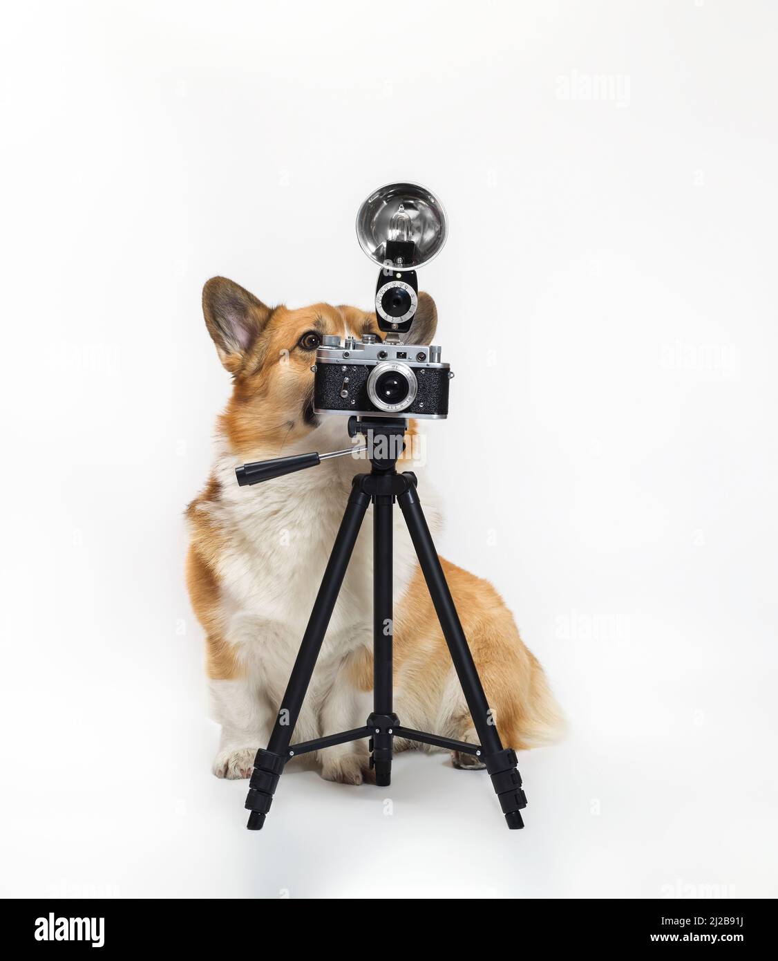 cute photographer dog corgi standing on a white background in the ...