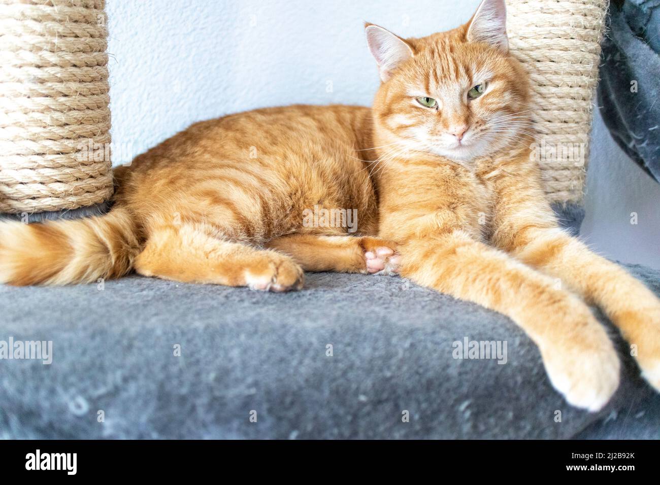 Red cat in cat tree Stock Photo Alamy