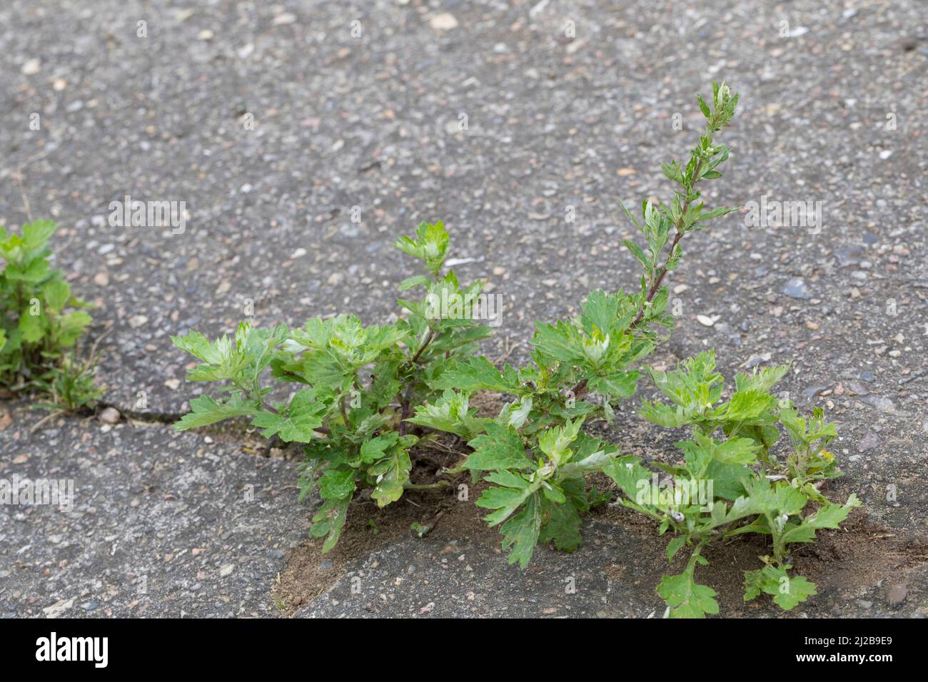 Beifuß, Gewöhnlicher Beifuß, Beifuss, in den Ritzen einer Betondecke, Artemisia vulgaris, Mugwort, common wormwood, wild wormwood, wormwood. L’Armoise Stock Photo