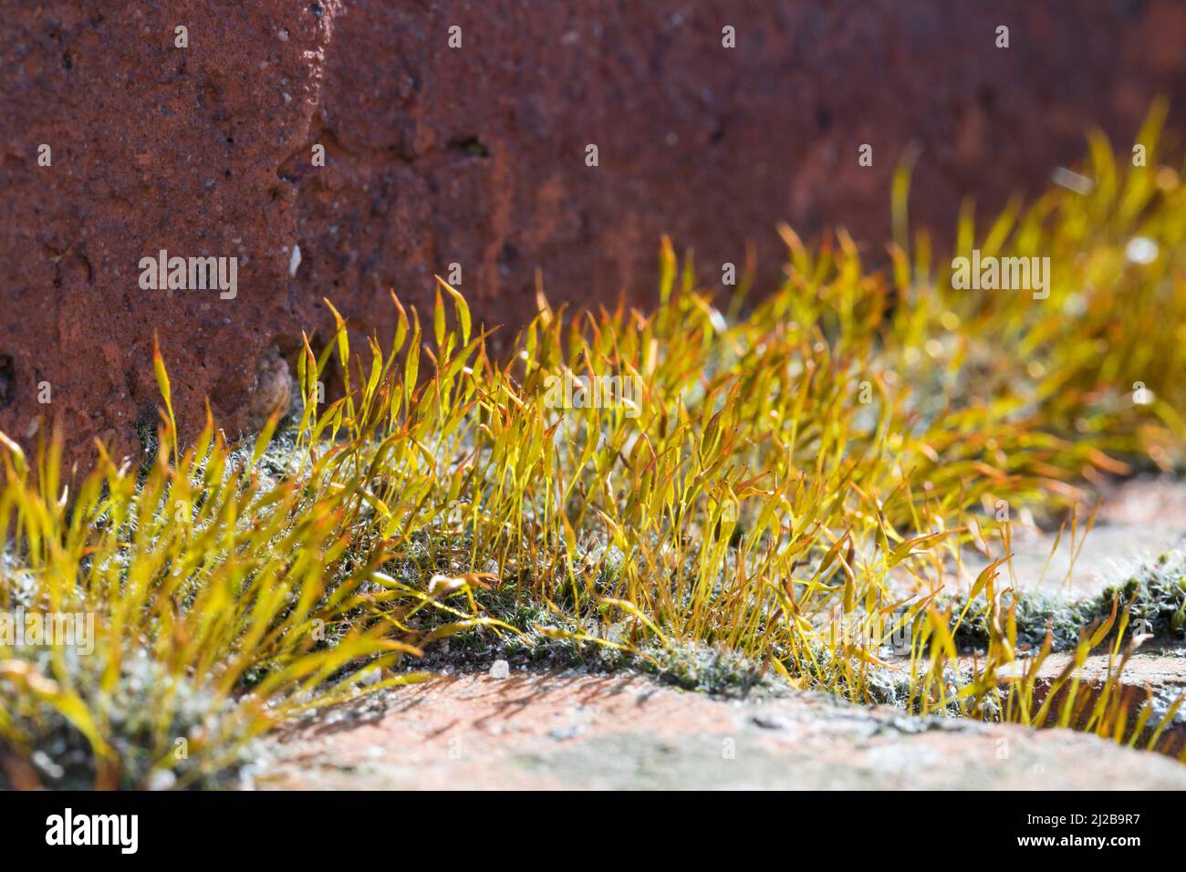 Mauer-Drehzahnmoos, in den Fugen einer Mauer, Ziegelsteinmauer, Mauerdrehzahnmoos, Drehzahnmoos, Mauer-Drehzahn, Tortula muralis, Tortula Moss, wall s Stock Photo