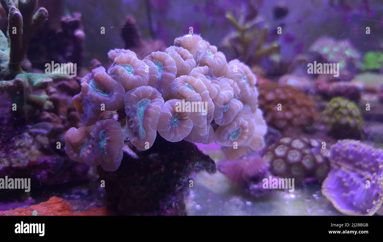 Blue Candy cane LPS coral - Caulastrea curvata Stock Photo