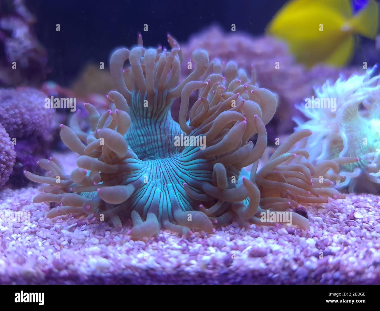 One of the best large stony corals for reef aquarium tanks, Elegance coral - Catalaphyllia jardinei Stock Photo