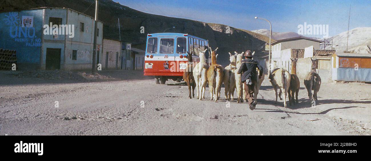 Man herding Llamas through Chucchis, Peru, May 1980 Stock Photo
