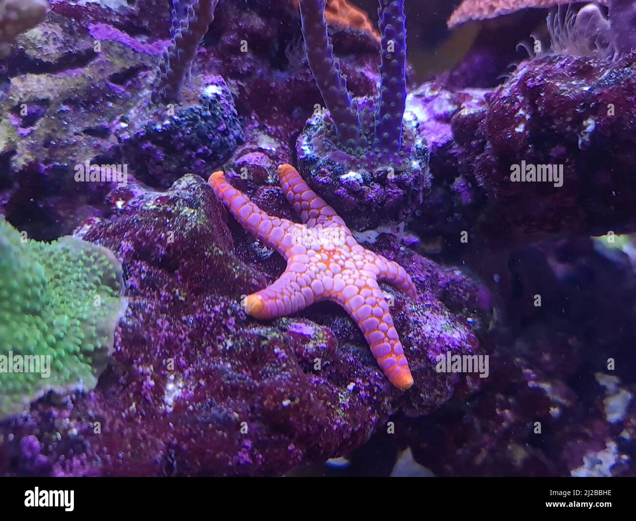Beautiful reef aquarium scene with red seastar Stock Photo Alamy