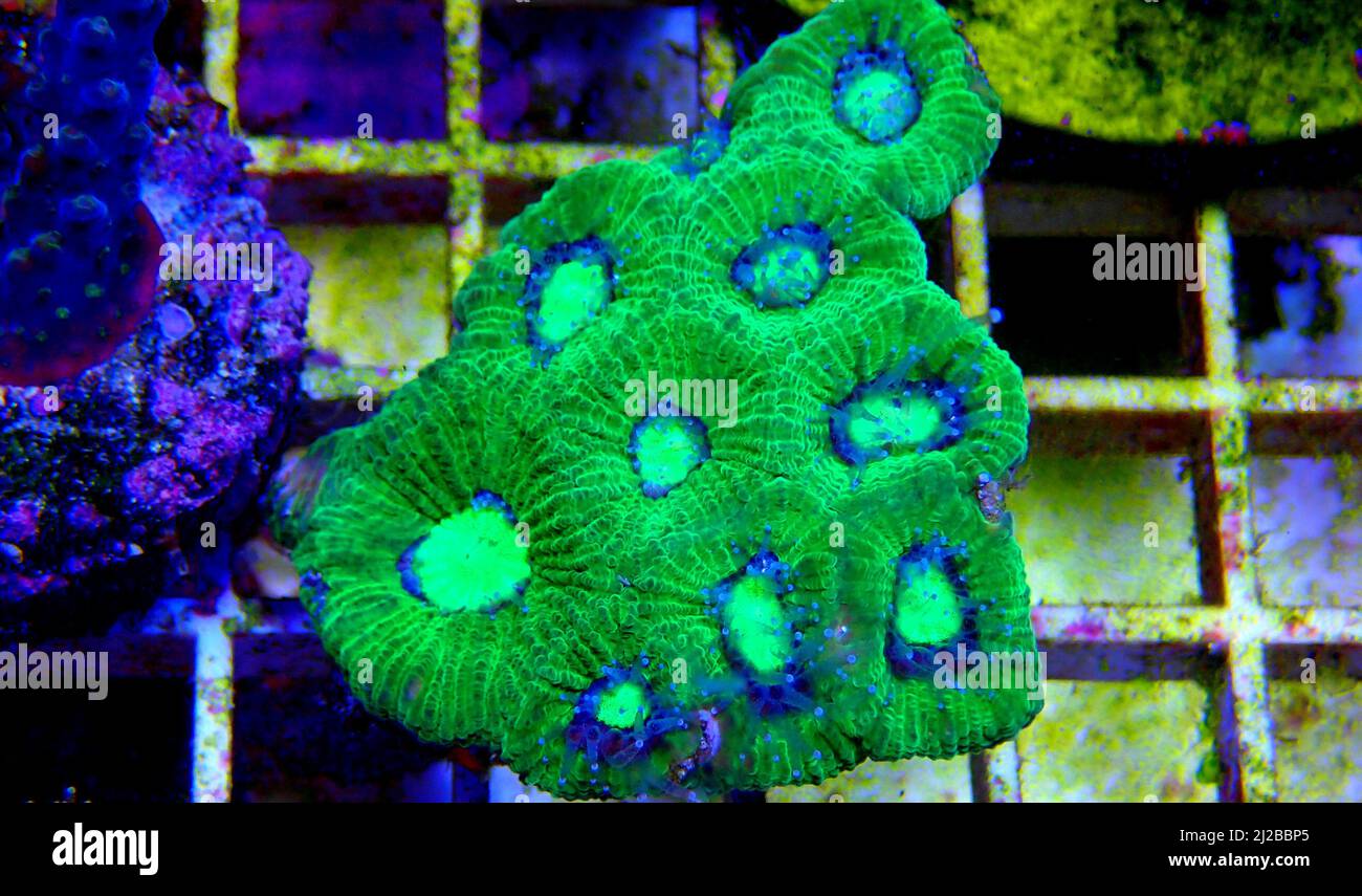 Goniastrea long polyp stony coral photography Stock Photo