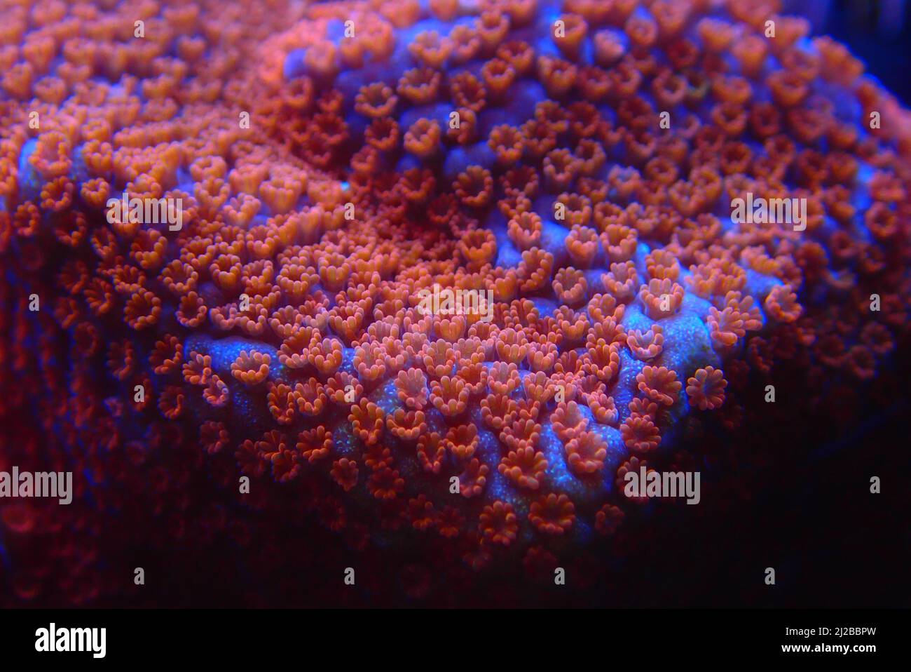 Open polyps on Montipora SPS coral Stock Photo