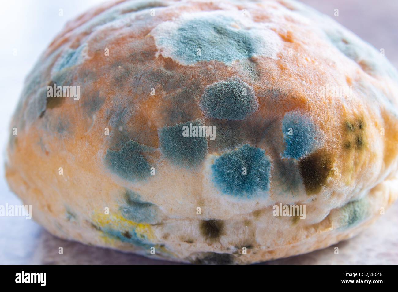 Moldy bread. Closeup photo of rotten bread. Waiting for a long time ...
