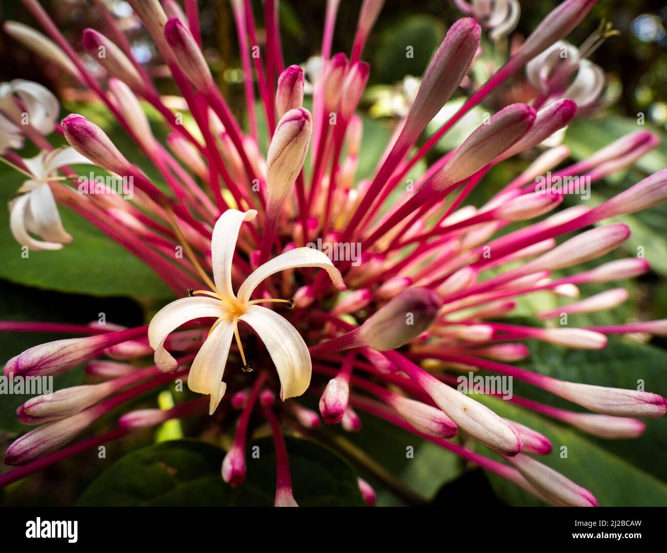 Closeup of white flowers of Starburst or shooting star clerodendrum (Clerodendrum quadriloculare) Stock Photo