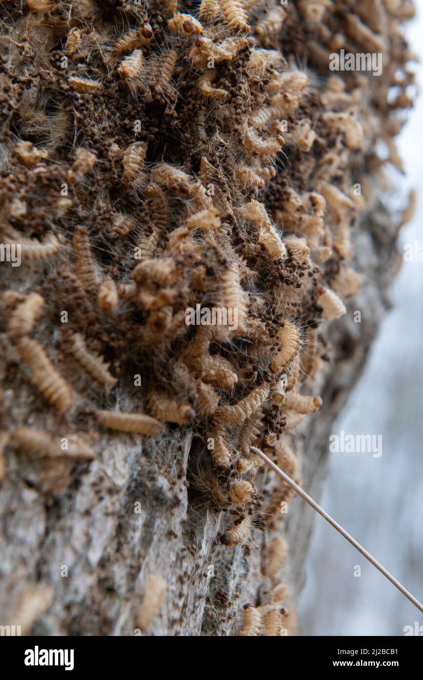Causes rashes hires stock photography and images Alamy