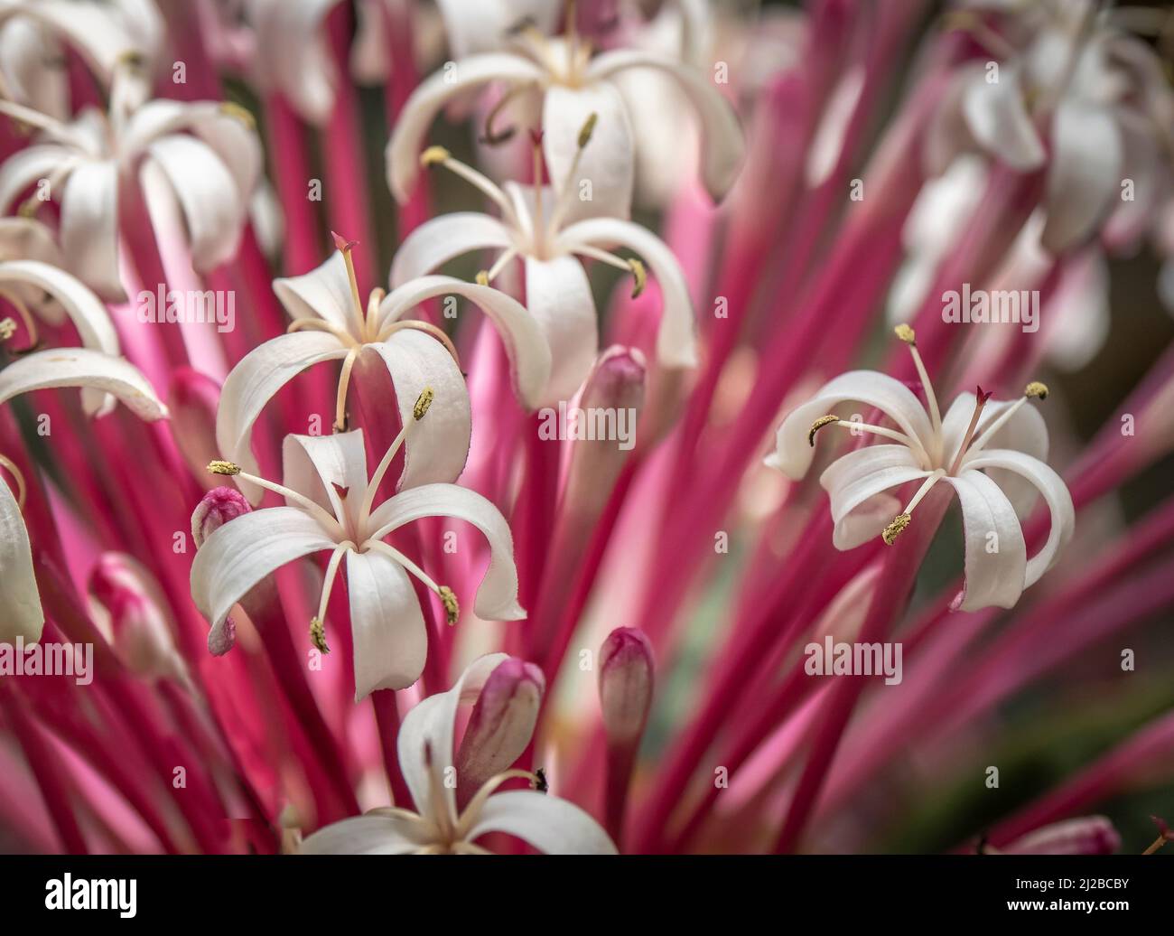 Closeup of white flowers of Starburst or shooting star clerodendrum (Clerodendrum quadriloculare) Stock Photo