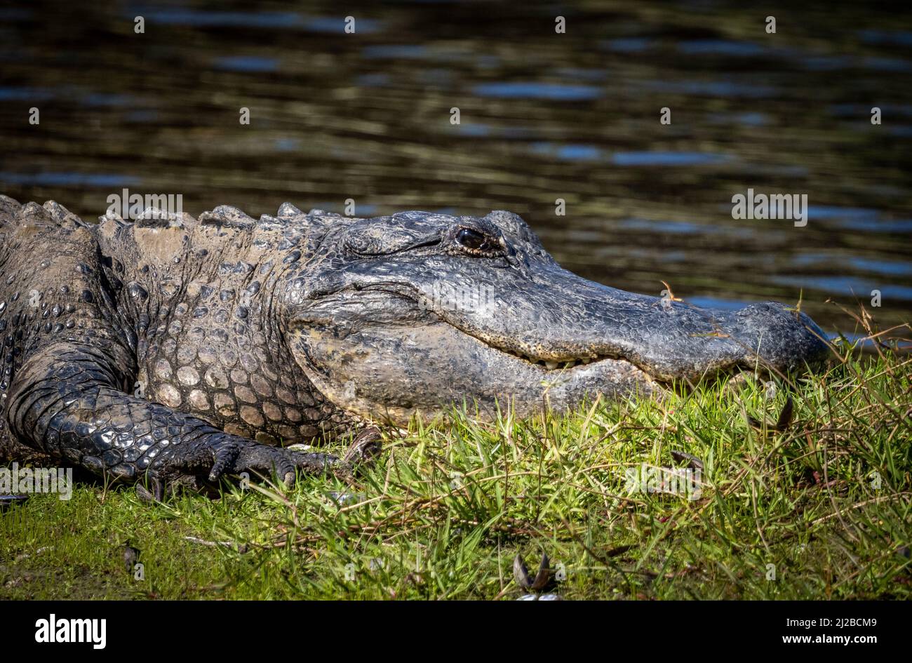 American Alligator on the bank of the Myakka River in Myakka River State Park in Sarasota Florida USA Stock Photo