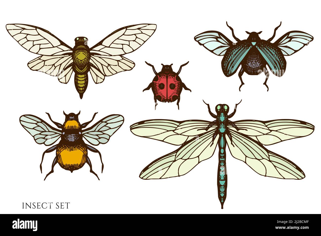 Tea herbs hand drawn vector illustrations collection. Colored insect ...