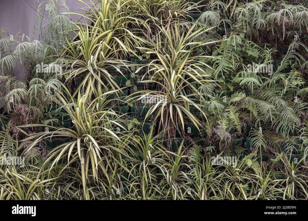 chia seeds plant images Chia Seeds For Cultivation – Vintage Farmers main image 0