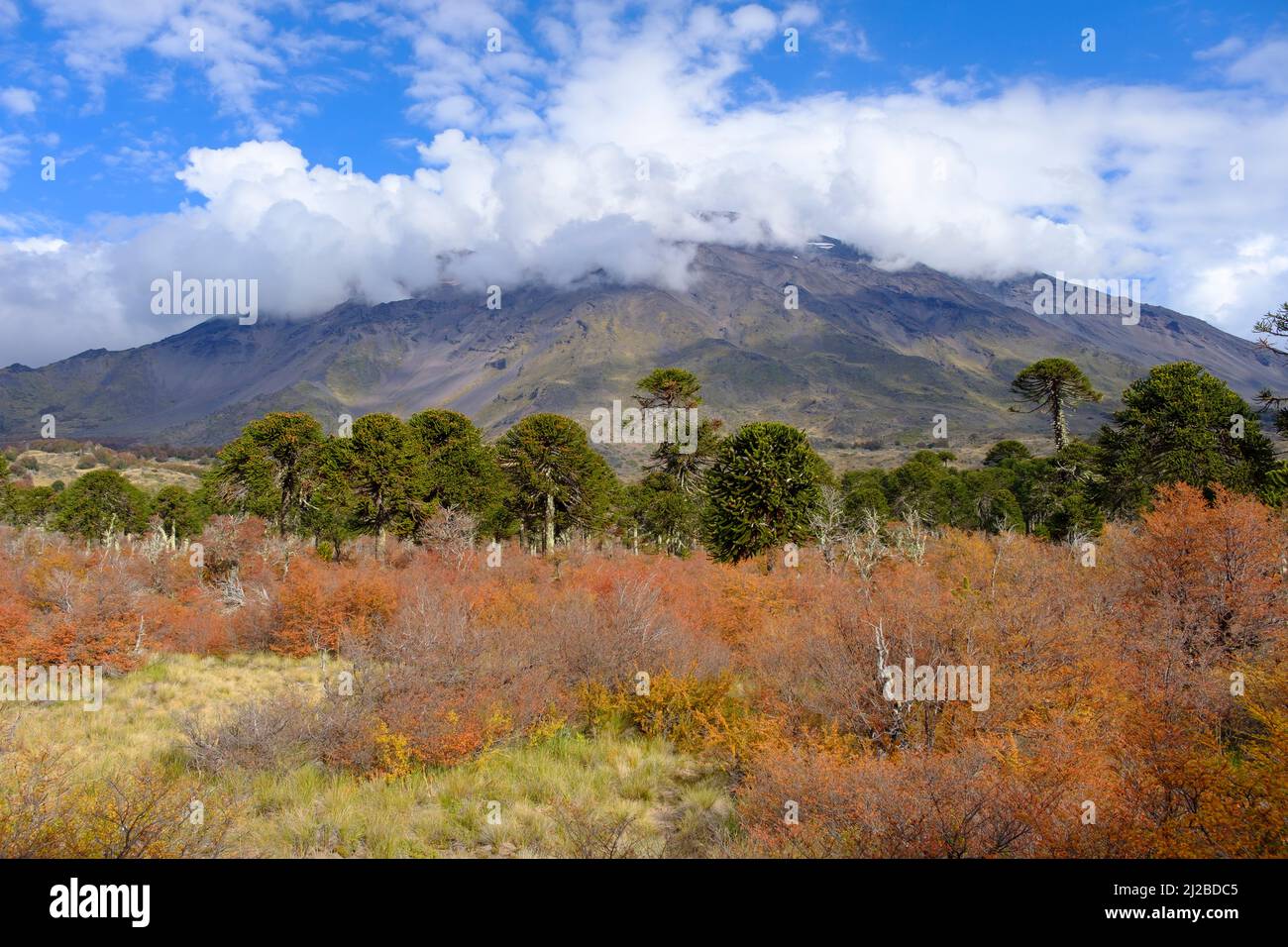 Villarrica National Park. Araucania Region. Chile. Stock Photo