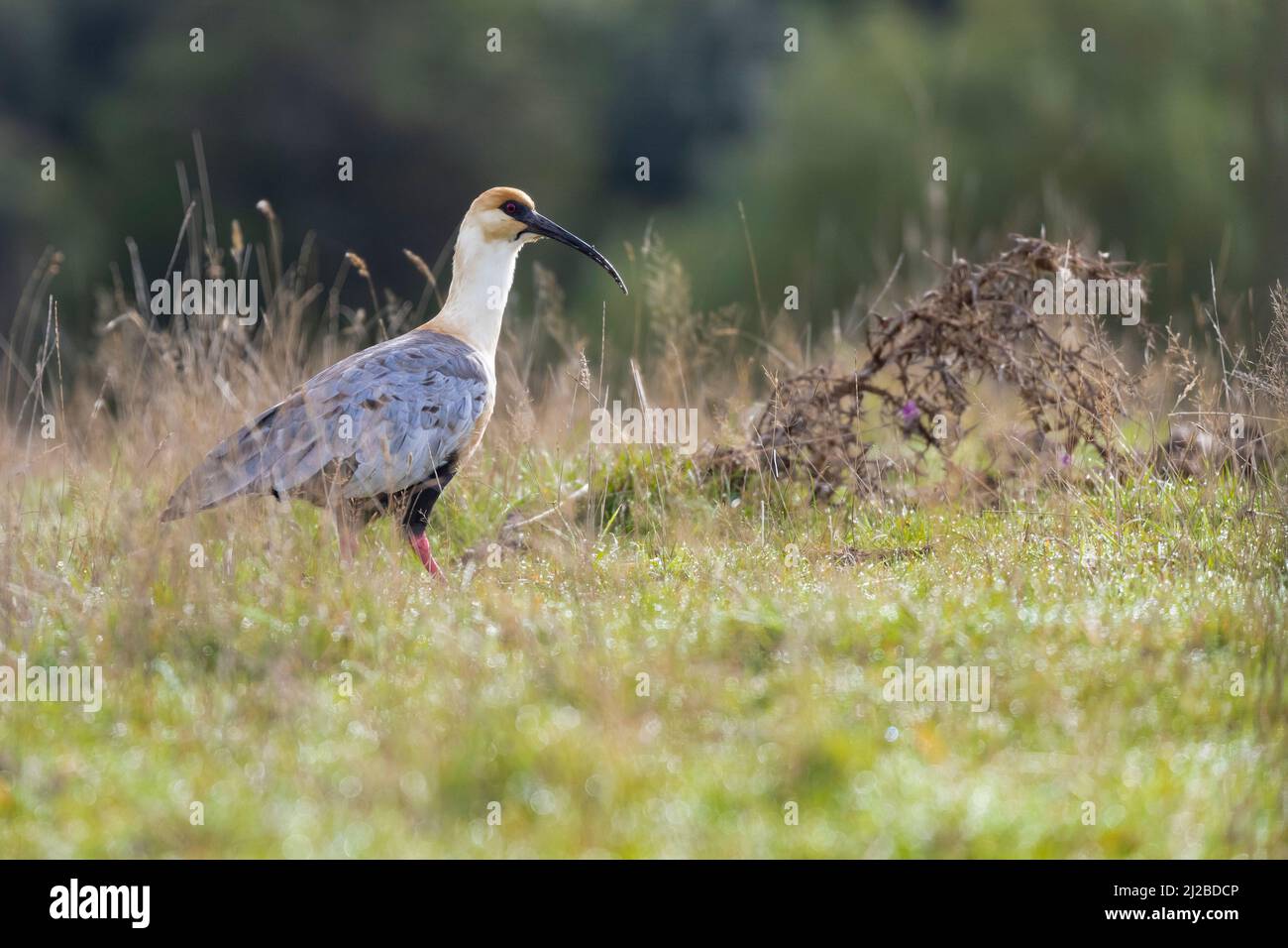 Black-faced Ibis (Theristicus melanopis). Llanquihue Province. Los Lagos Region. Chile. Stock Photo