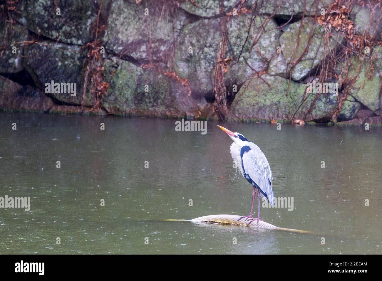 Japanese bird on water in rain Stock Photo