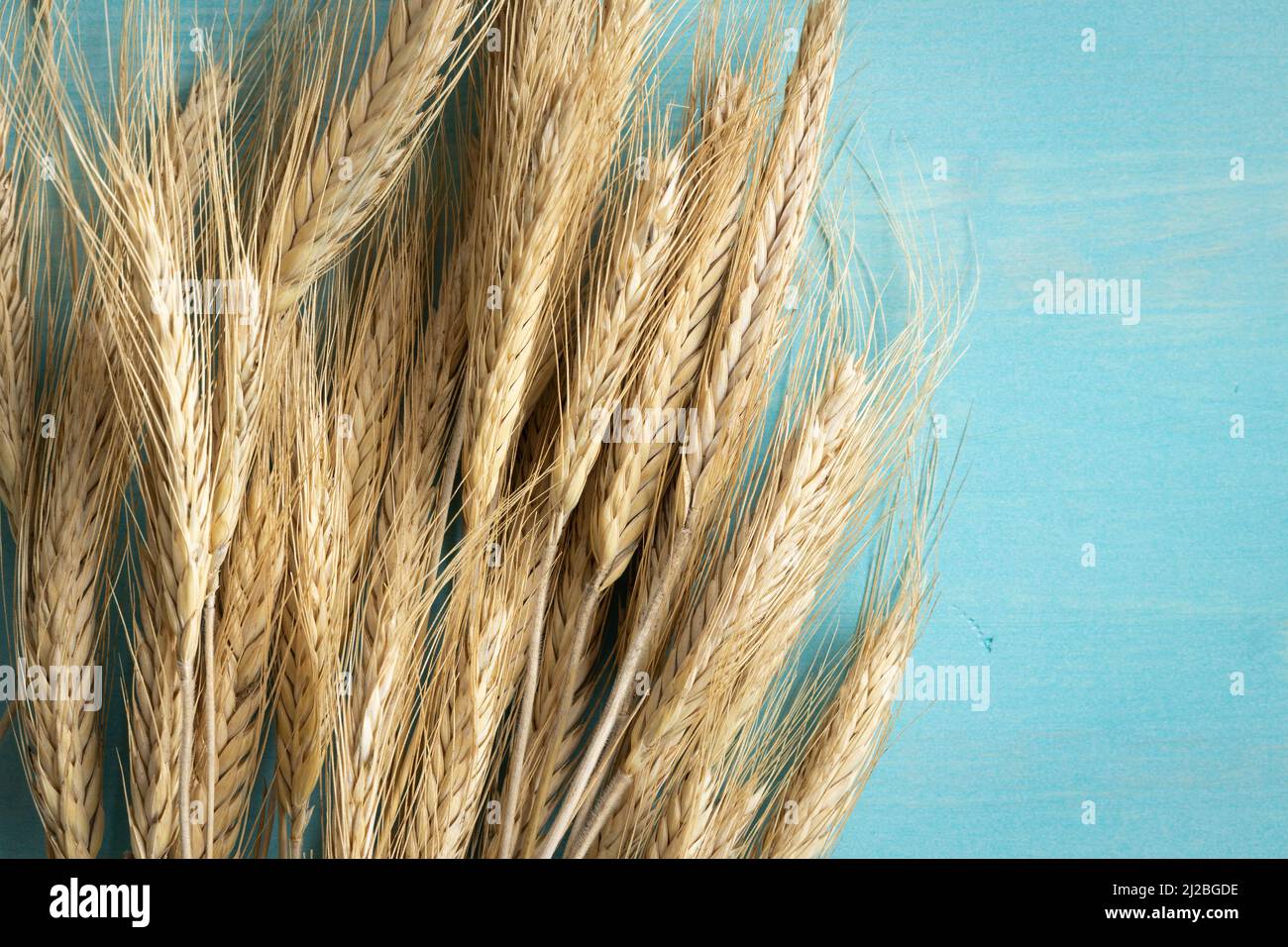 Golden ears of wheat on a blue wood background with copy space Stock ...