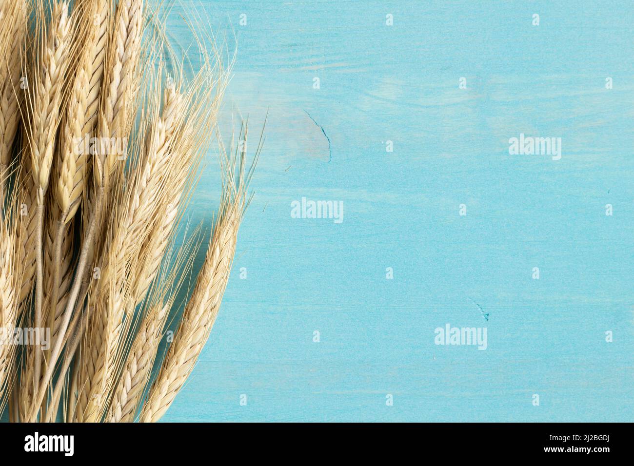 Golden ears of wheat on a blue wood background with copy space Stock ...
