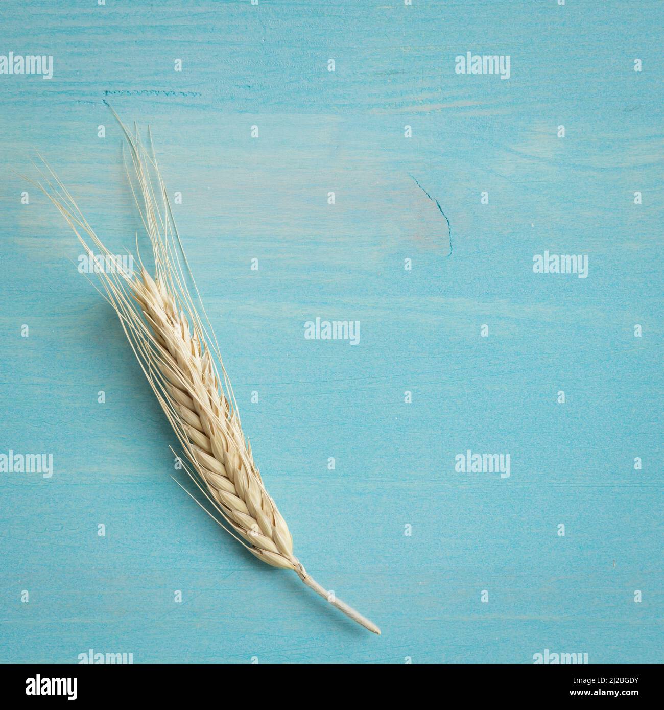 Golden ears of wheat on a blue wood background with copy space Stock ...
