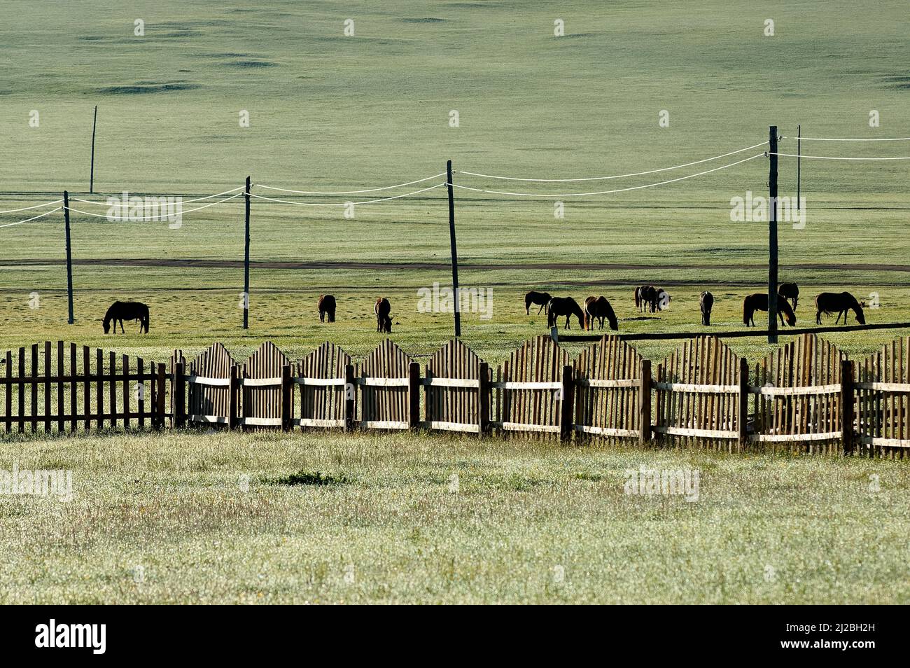 Mongolia. Wild horses in the countryside Stock Photo