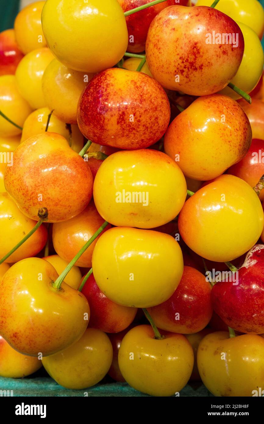 Golden Yellow Rainier Cherries On Display At Granville Market Vancouver Canada Stock Photo