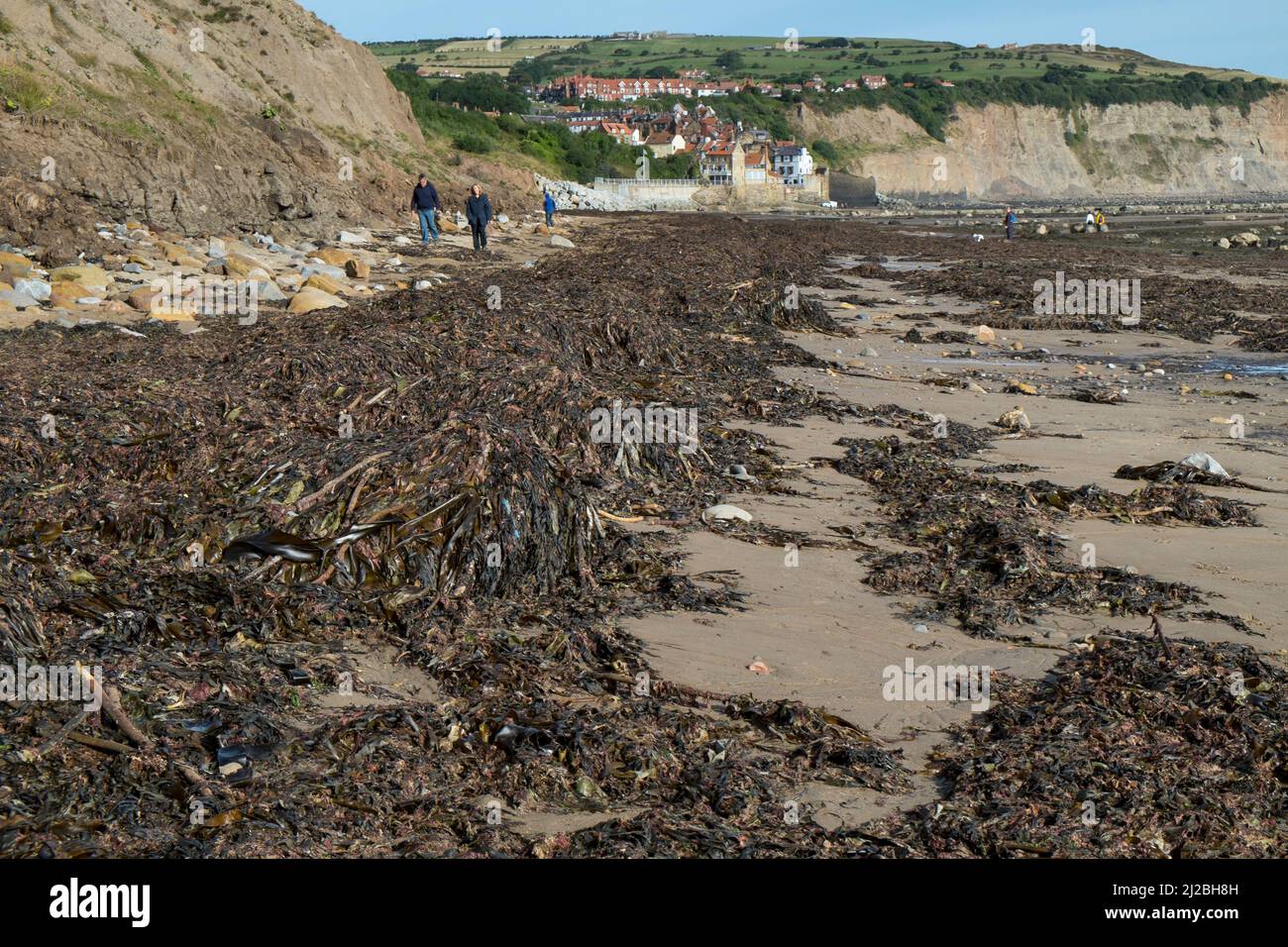 View of Robin Hoods Bay at low tide, showing tideline of Wrack, North