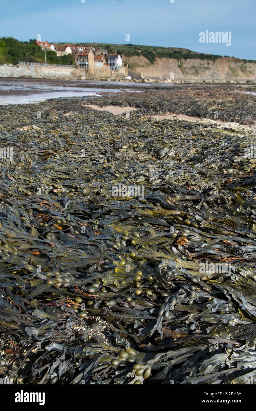 View of Robin Hoods Bay at low tide, showing tideline of Wrack, North East Yorkshire, September Stock Photo