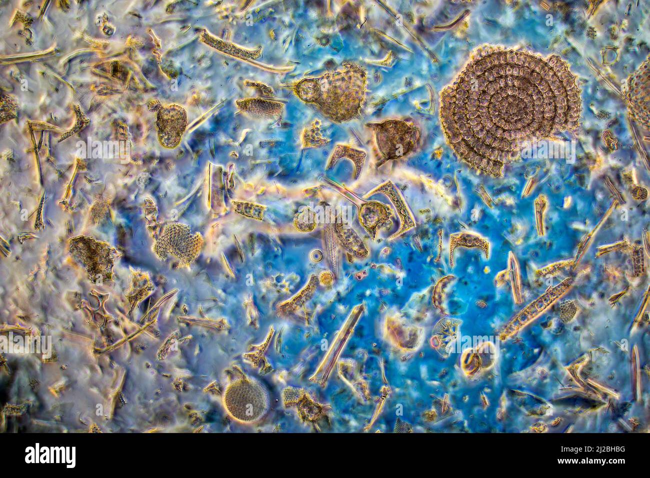 Fossil diatoms,radiolaria,sponge spicules, Barbados 1800's diversity Stock Photo