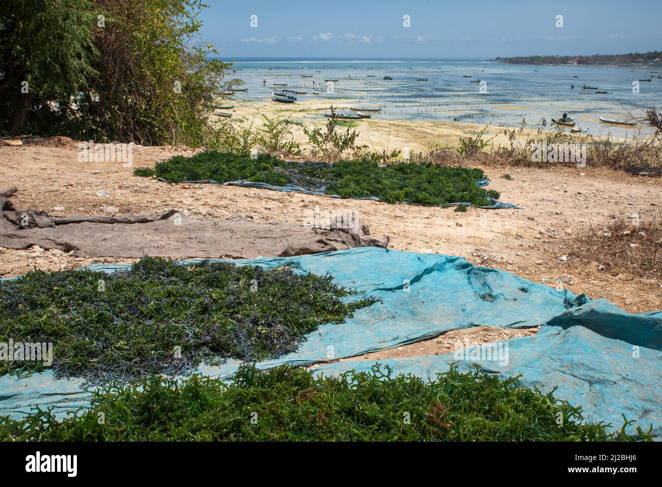 A daylight shot of algae drying on the floor in Nusa Lembongan island, Indonesia Stock Photo