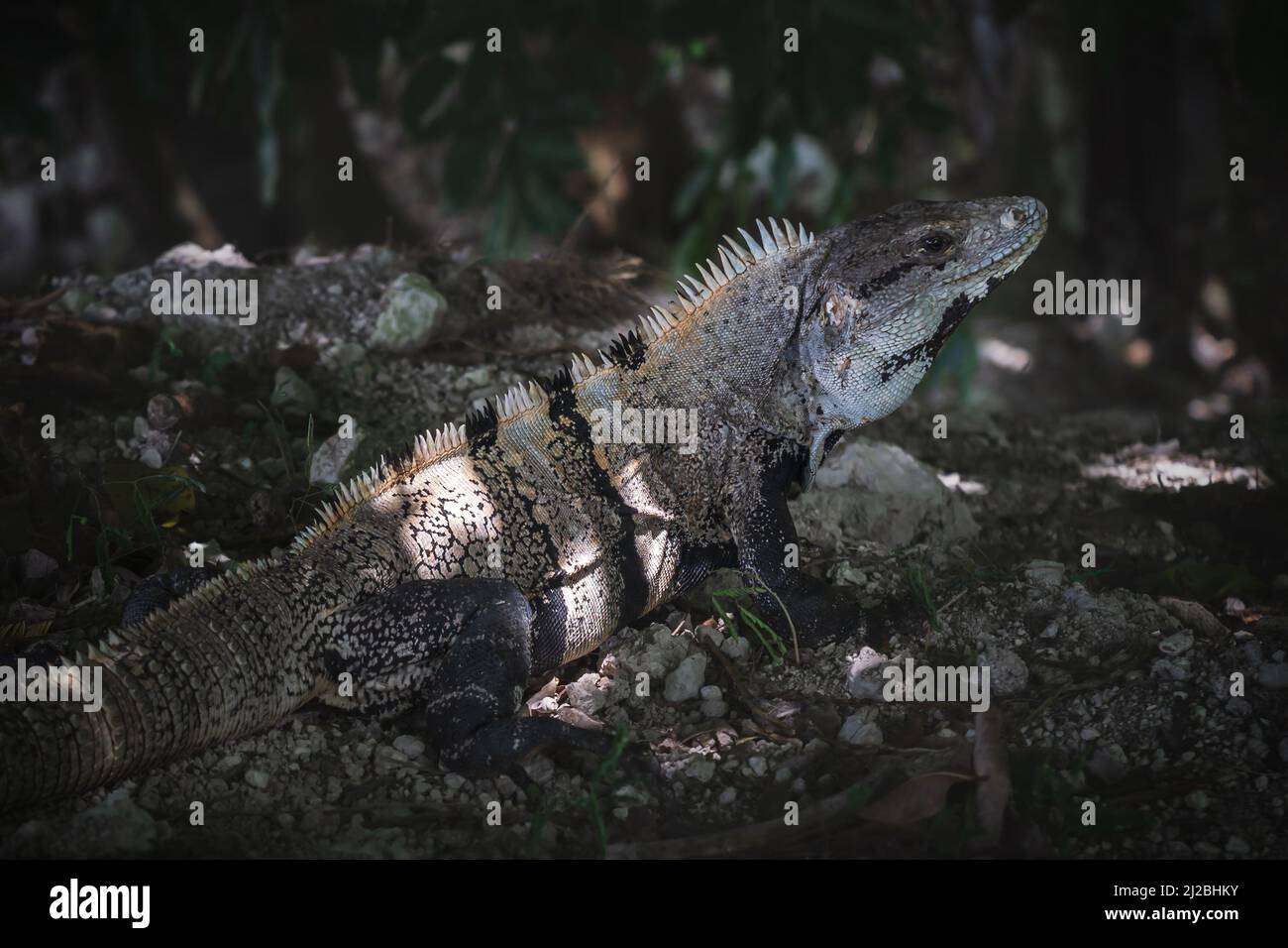 Close up of a posing Black spiny-tailed iguana, black iguana, latin name 'Ctenosaura Similis', on stones in tropical forest, Belize Stock Photo