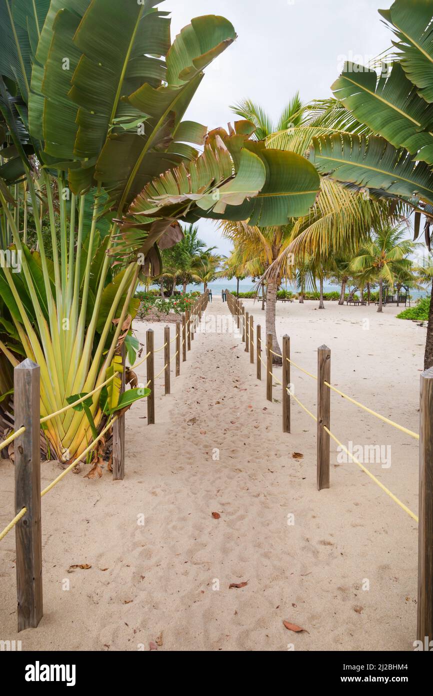 Sand path between tropical trees to the Caribbean sea beach in Placencia, Belize Stock Photo
