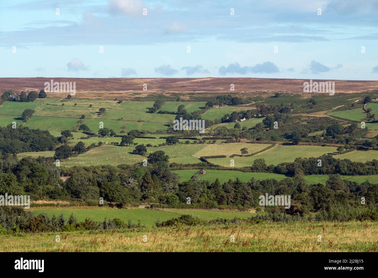 View of countryside with farm buildings, grazing pasture and high moorland in distance, North York Moors National Park. Stock Photo