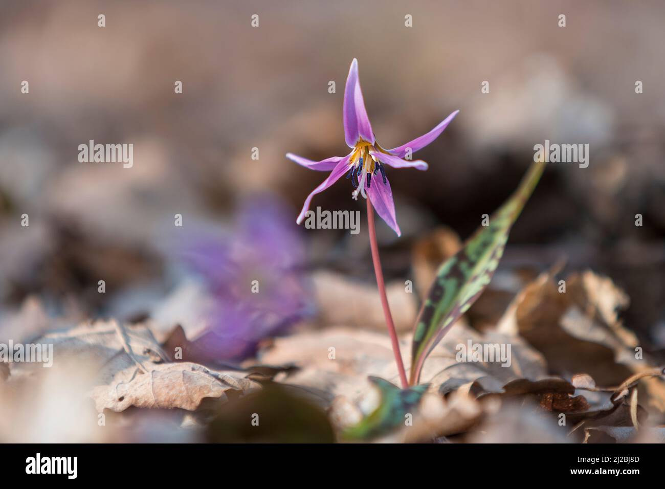 Erythronium dens-canis, Dog's tooth violet, early spring pink wildflower in the woods, blurred background Stock Photo