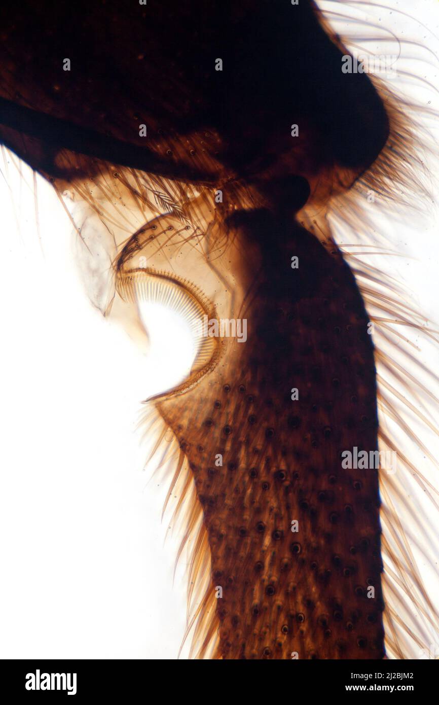Apis mellifera, leg comb, brightfield photomicrograph Stock Photo