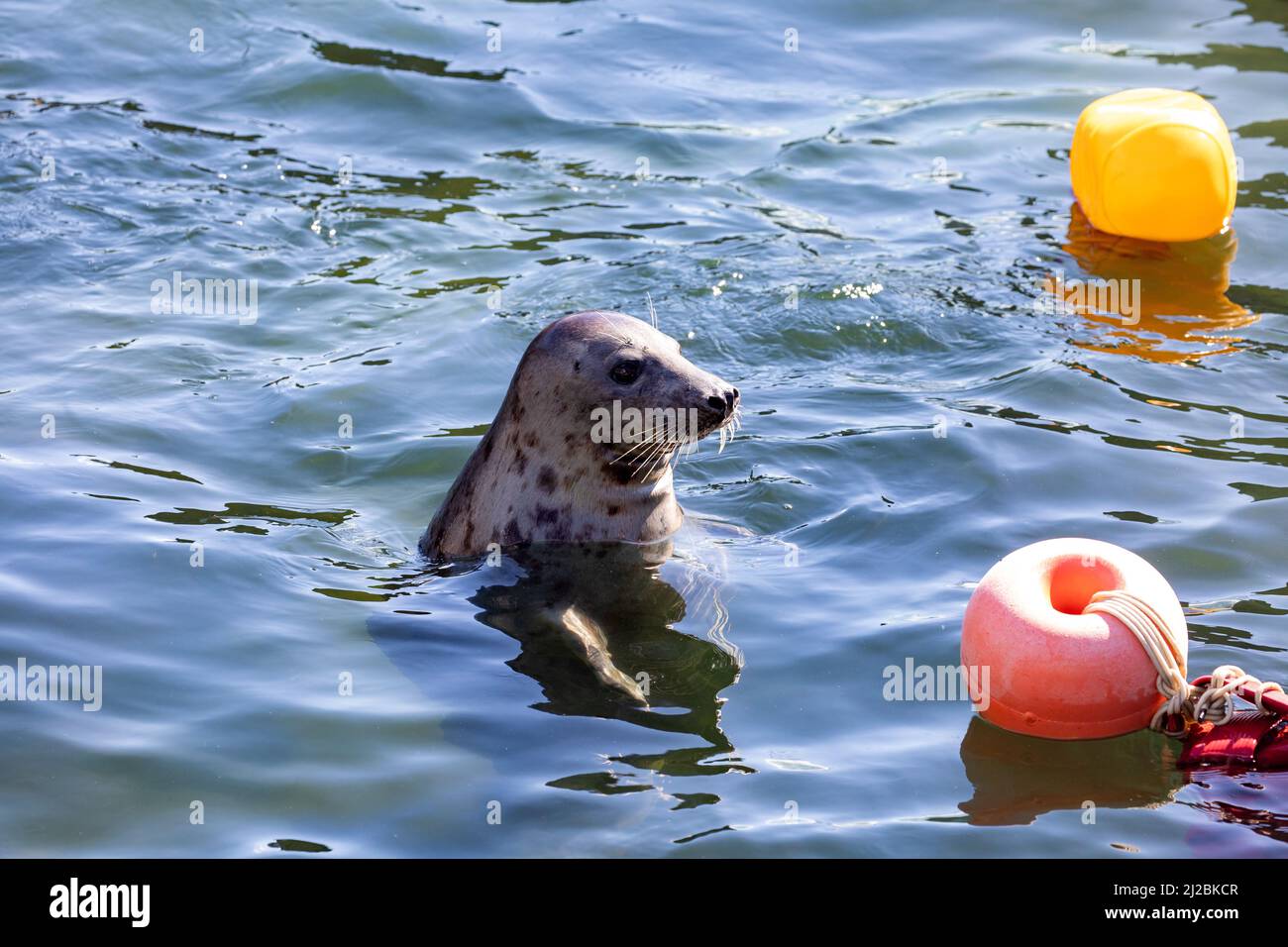 Seal swimming in sea in cornwall hi-res stock photography and images ...