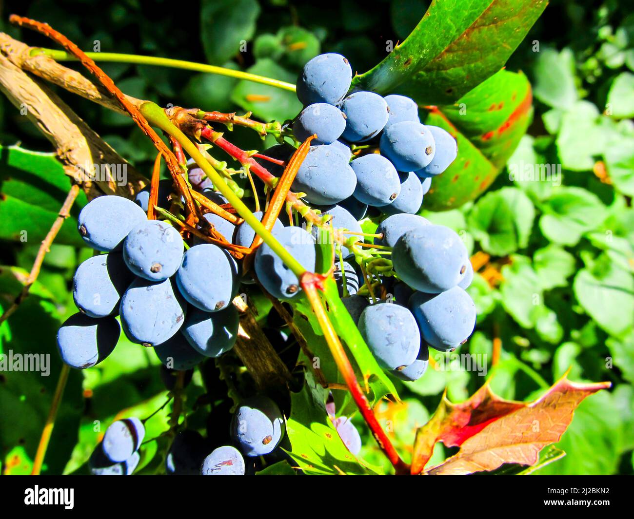 Close up view of the berries of a Holly leaved Oregon Grape, Berberis Aquifolium, photographed in Whiteleaf, England UK Stock Photo