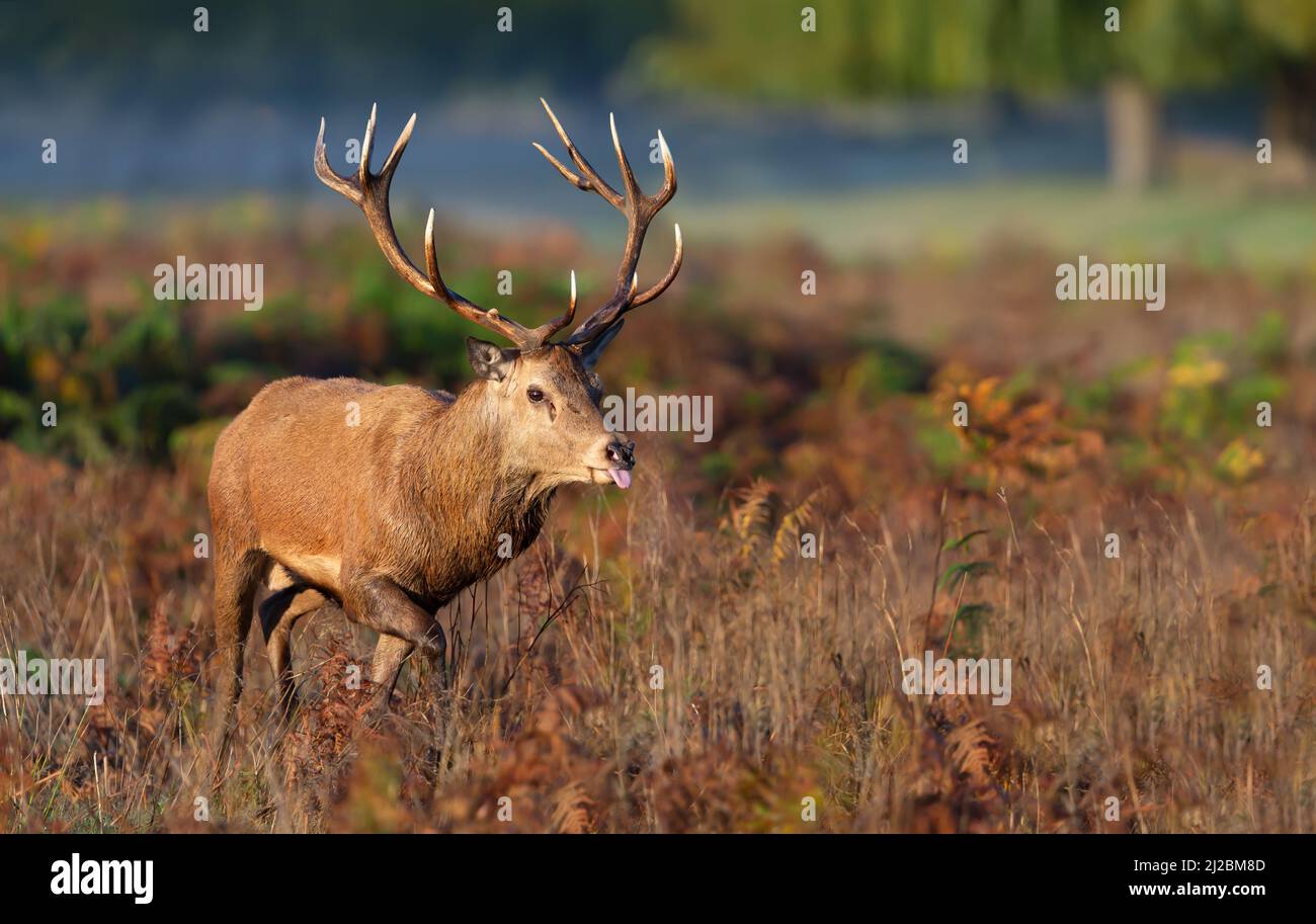 Close up of a red deer stag walking through a field during a rutting season in autumn, UK. Stock Photo