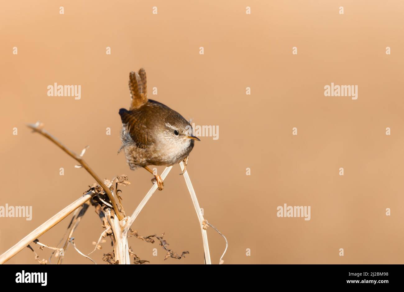 Close up of a wren perched on a fern branch in autumn, UK. Stock Photo