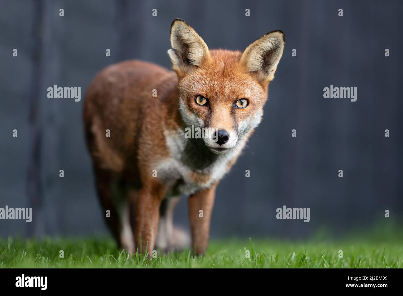 Close up of a red fox (Vulpes vulpes) in a garden in summer, United Kingdom. Stock Photo