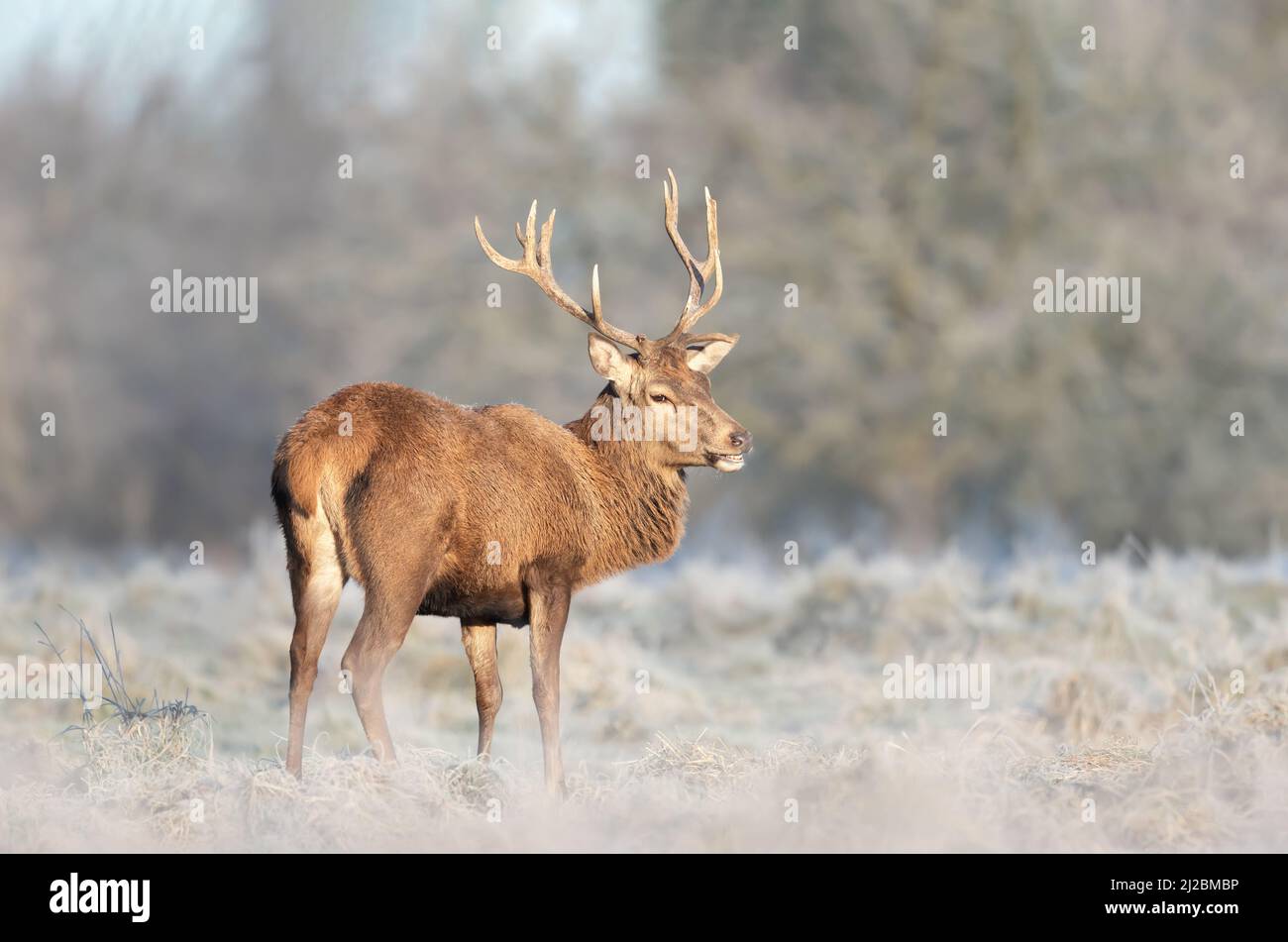 Close up of a Red deer stag on a frosty winter day, UK. Stock Photo