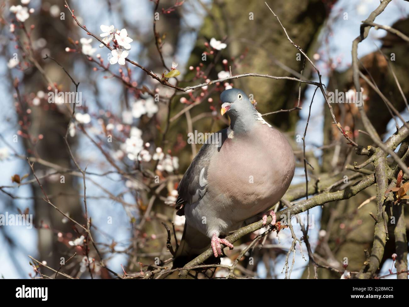 Close up of a common wood pigeon (Columba palumbus) perched in a tree with flourishing flowers in spring, UK. Stock Photo