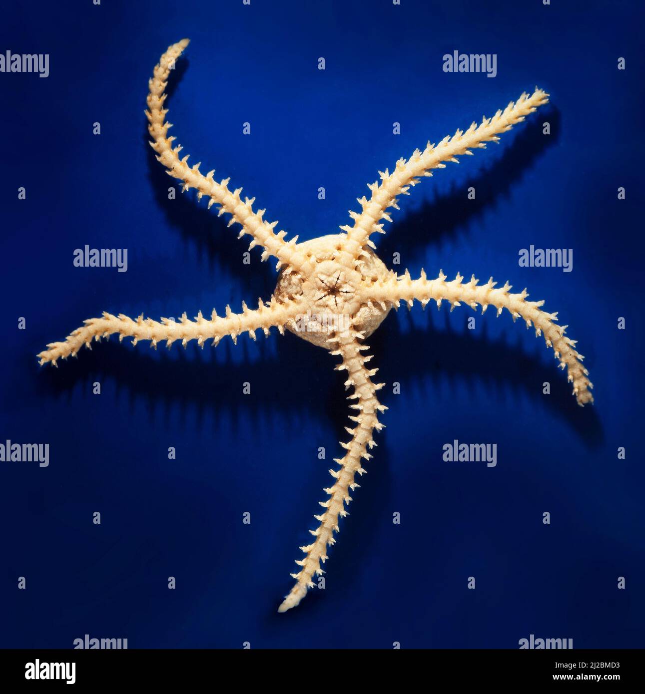 Flexible arms for hires stock photography and images Alamy