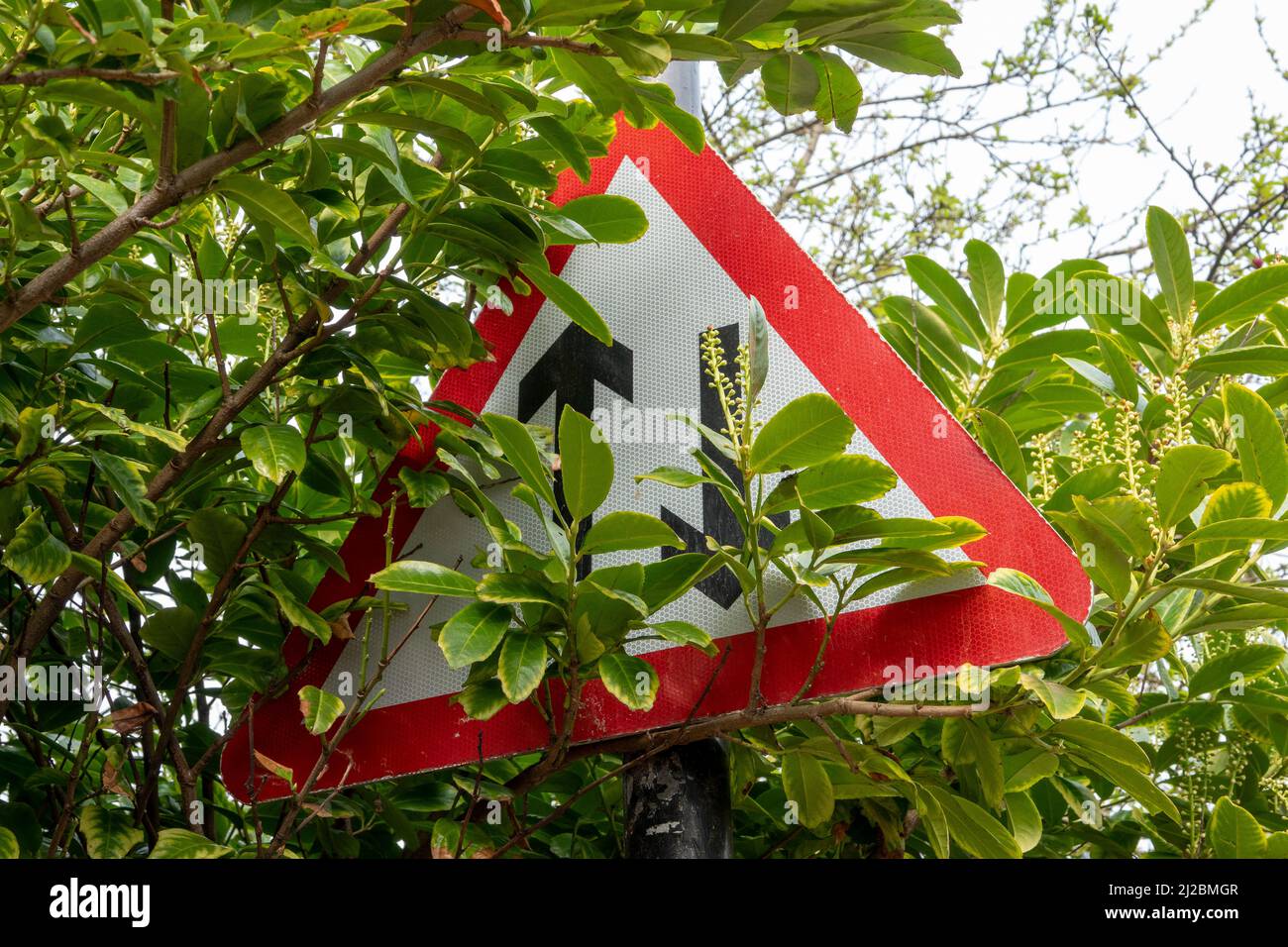 A warning triangle mounted on a roadside post indicating two way traffic completely covered by undergrowth Stock Photo