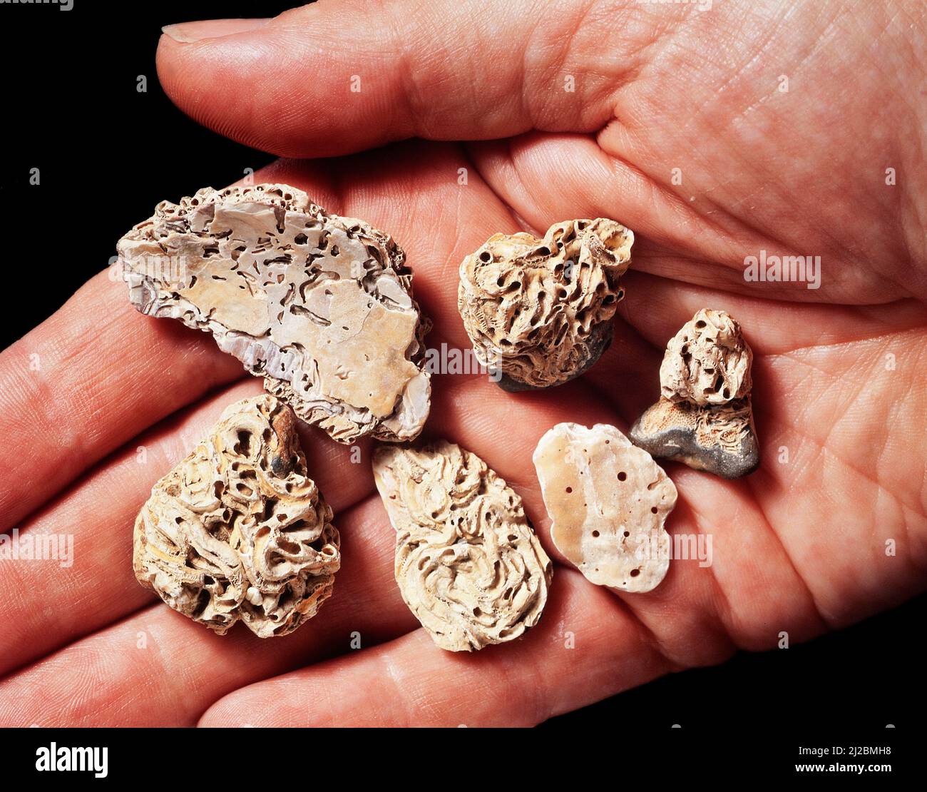 Serpulid worm casts held in a hand. Stock Photo