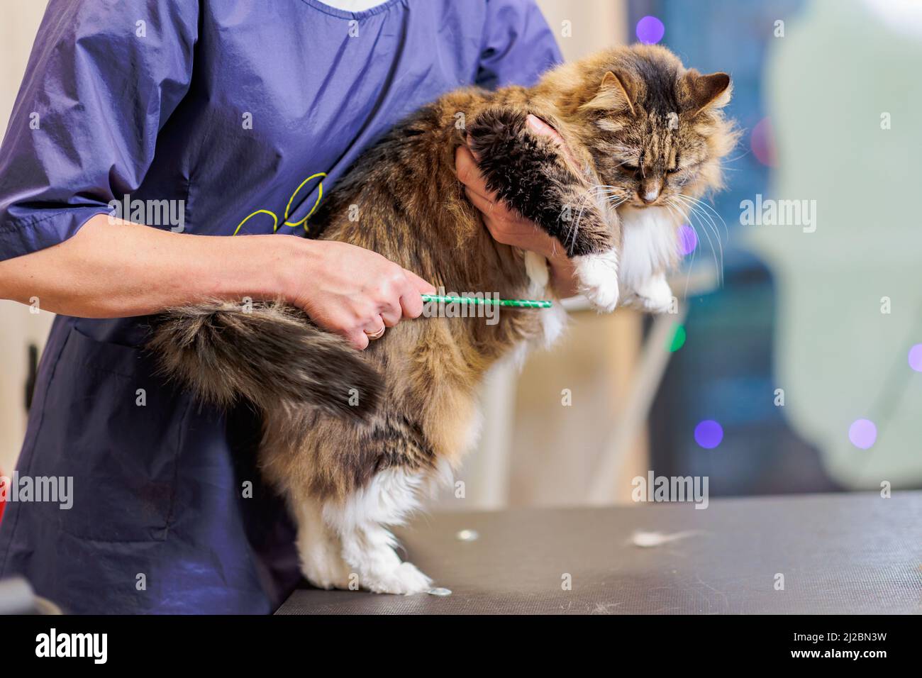 Groomer combing fur of a Maine Coon cat with brush, taking care of pet