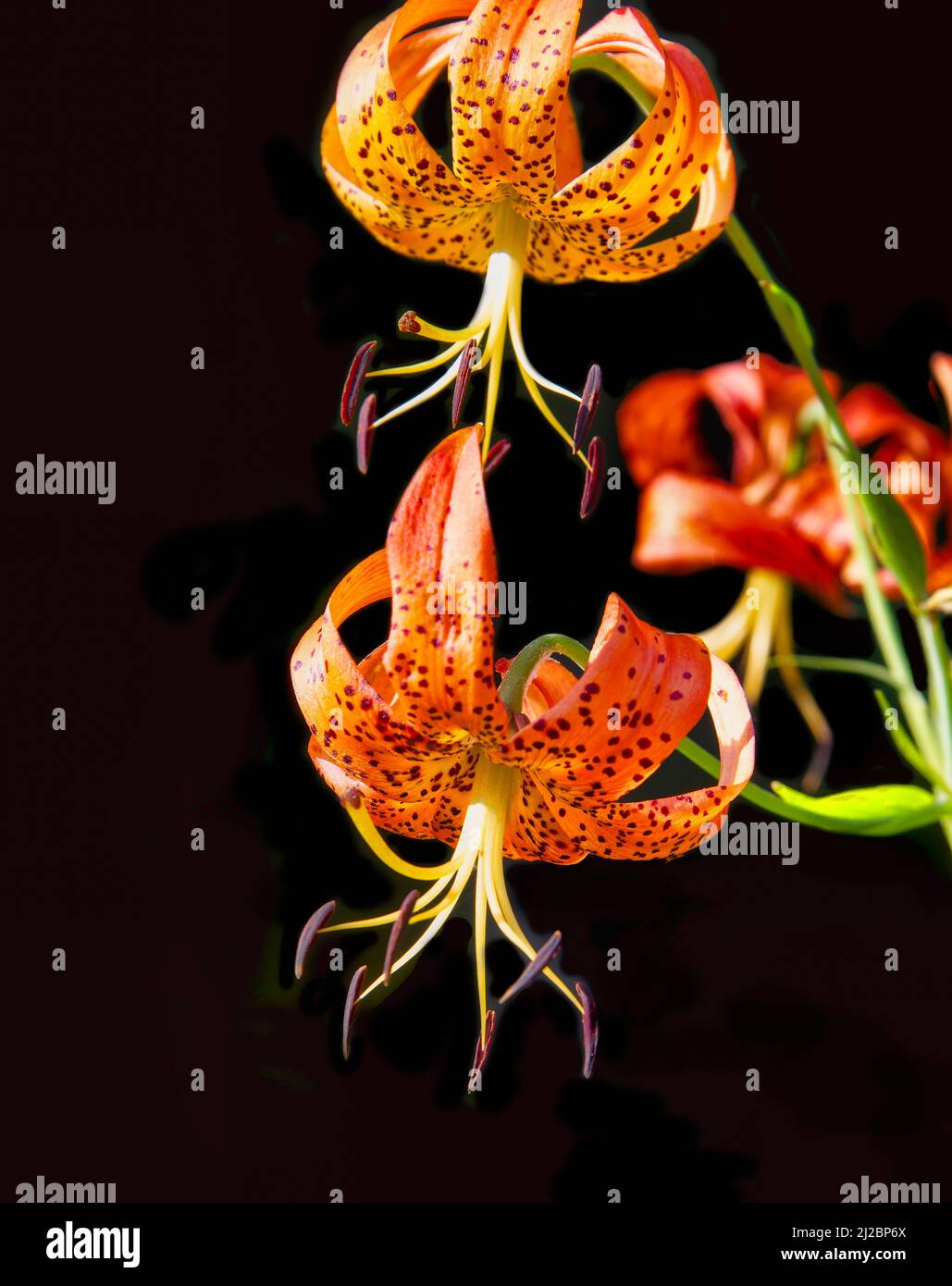 Blooming Tiger Lily flowers, vibrant orange color on a black background Stock Photo