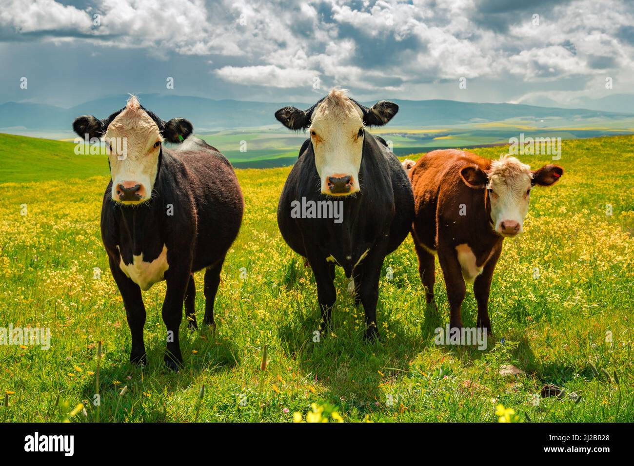 A group of cows standing on a green rural field with wildflowers under ...