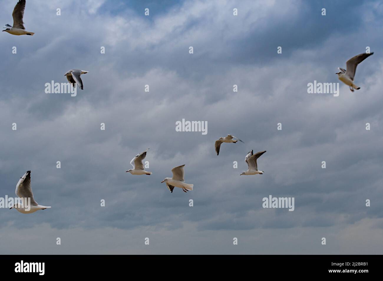 Seagull flying in sky. A flock of seagulls soaring in the blue sky. Stock Photo