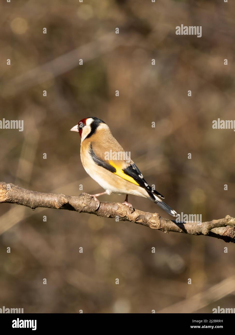 Goldfinch Stock Photo